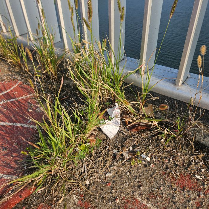  칠곡군.동네.쓰레기.플로깅