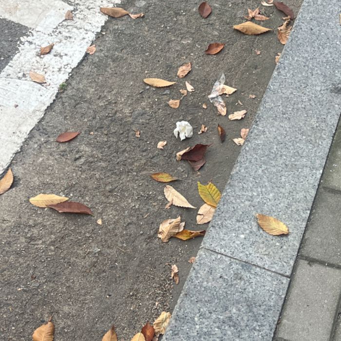 하퍼 사진 6