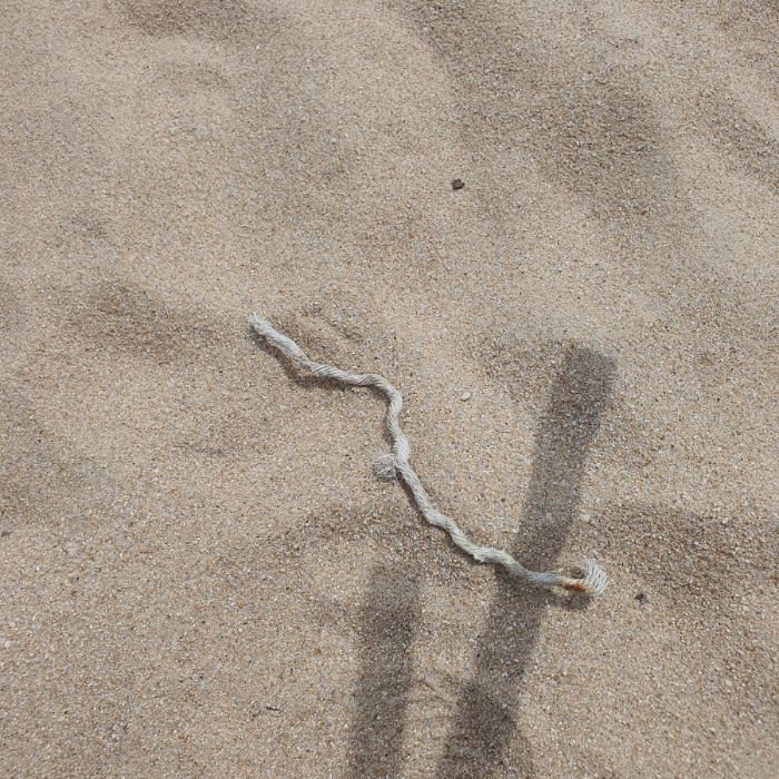 켄싱턴해변 정화 사진 13