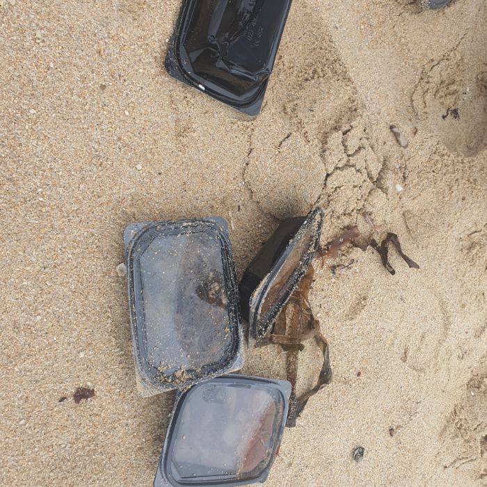 켄싱턴해변 정화 사진 15