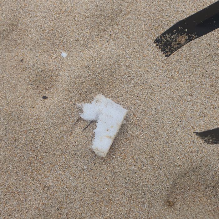 켄싱턴해변 정화 사진 24
