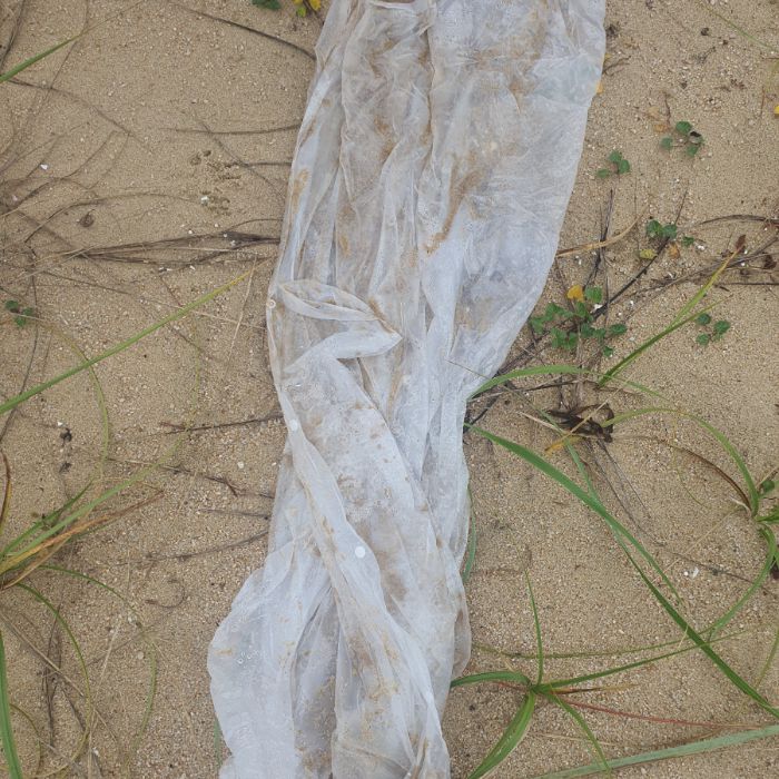 켄싱턴해변 정화 사진 29