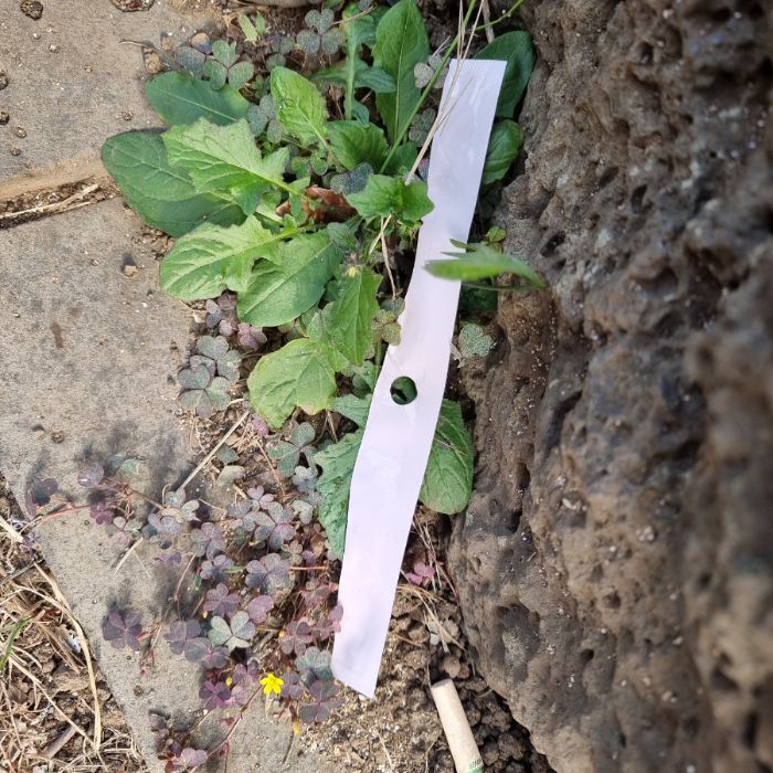 중문색달해수욕장 정화 사진 2
