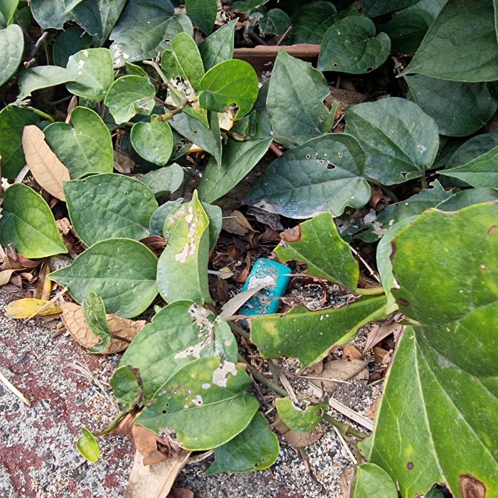 중문색달해수욕장 정화 사진 5