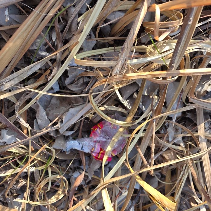 사계해변 정화 사진 10
