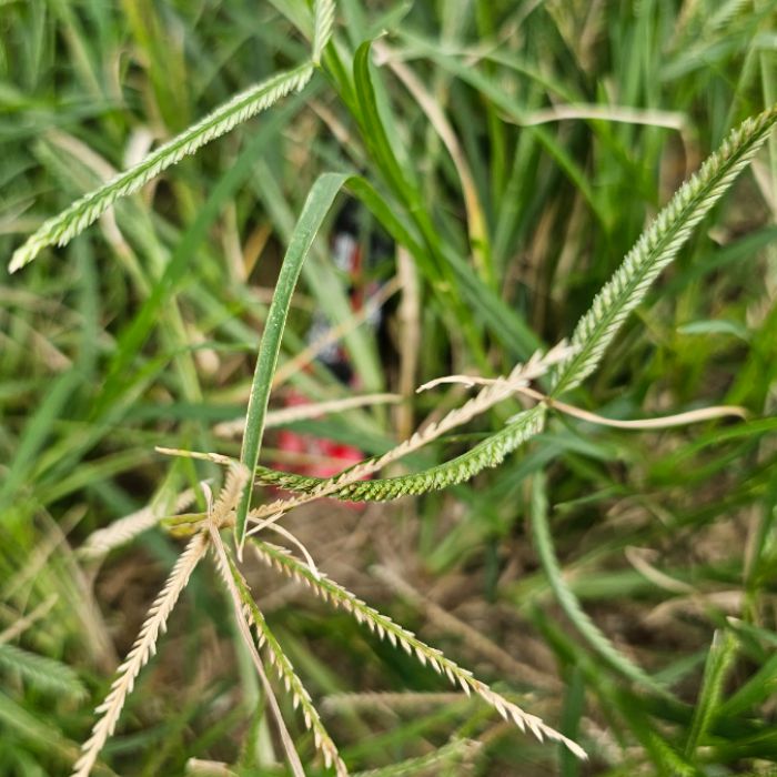 마시안해변 정화 사진 7