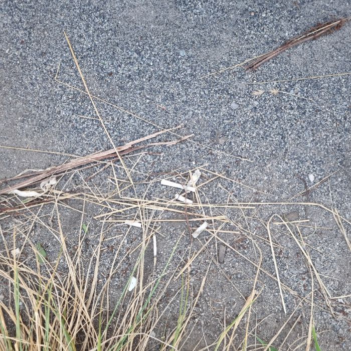 목도주변 해변 정화 사진 8