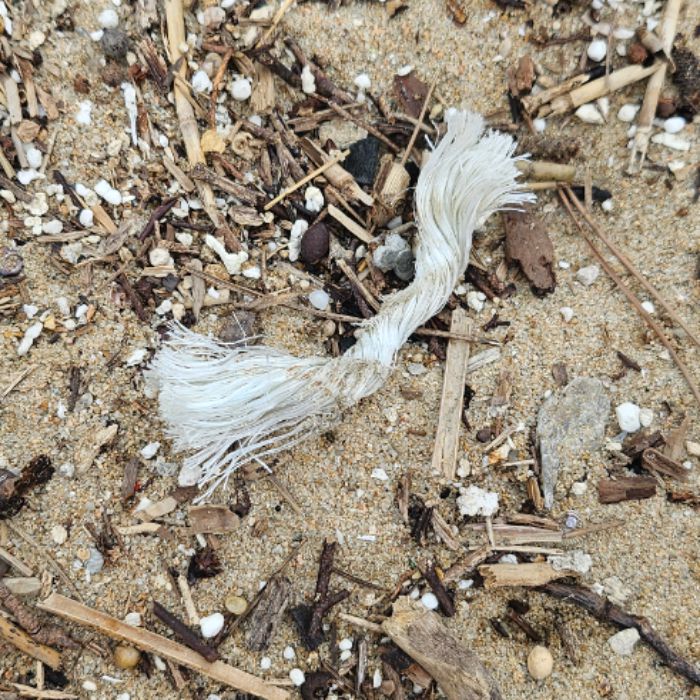 마시안해변 정화 사진 11