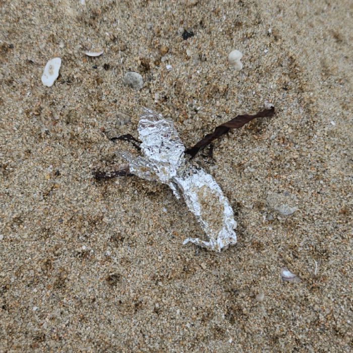 마시안해변 정화 사진 12