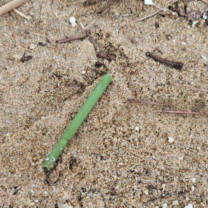 마시안해변 정화 사진 14