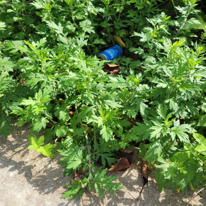 오이도해변 정화 사진 6