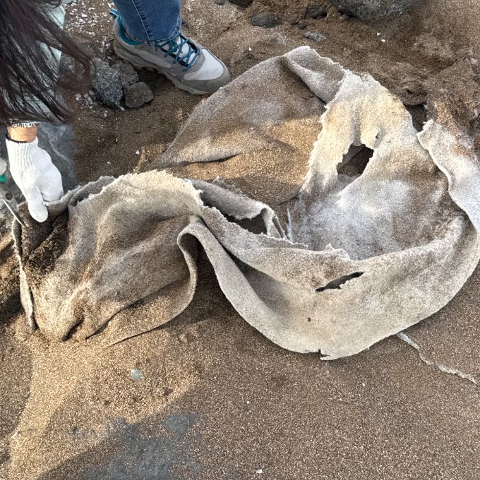 화순금모래해수욕장 정화 사진 19
