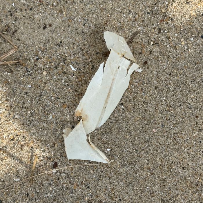 장포리해변 정화 사진 16