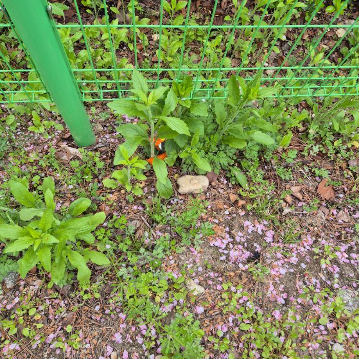  강릉시.동네.쓰레기.플로깅