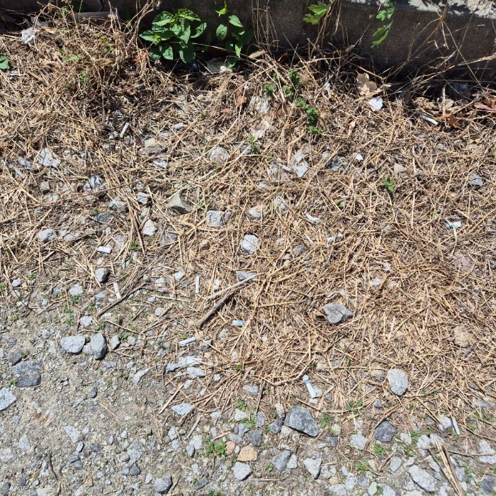  강릉시.동네.쓰레기.플로깅