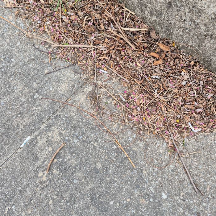  강릉시.동네.쓰레기.플로깅